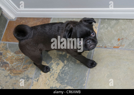 A 5 month old black Chinese pug puppy walking on slate tile. Stock Photo
