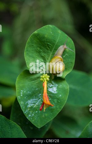 Garden Snail next to wild flower on large green leaf Stock Photo