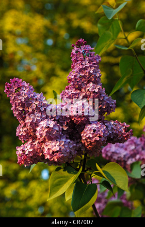 Purple lilac (Syringa) in blossom, on a bush, Kirchroettenbach, Middle Franconia, Bavaria, Germany, Europe Stock Photo