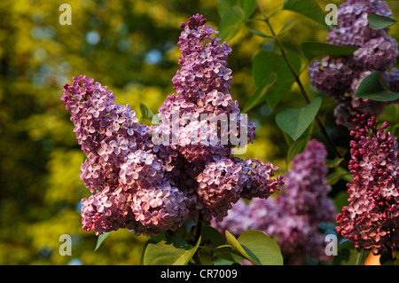 Purple lilac (Syringa) in blossom, on a bush, Kirchroettenbach, Middle Franconia, Bavaria, Germany, Europe Stock Photo