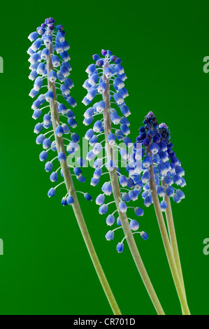 Small Grape Hyacinth (Muscari botryoides) in front of a green surface Stock Photo