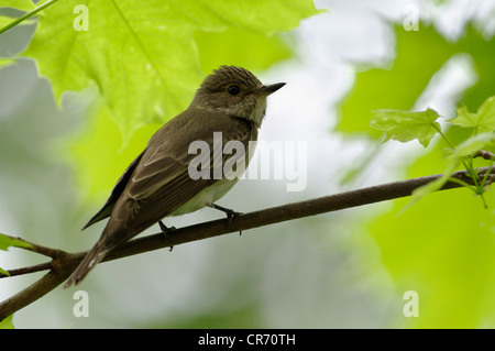 Spotted Flycatcher ( Muscicapa striata ) sitting on a tree, Estonia Stock Photo