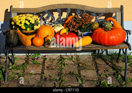 Various pumpkins and gourds for sale, decorated on a bench, Wannbach, Upper Franconia, Bavaria, Germany, Europe Stock Photo