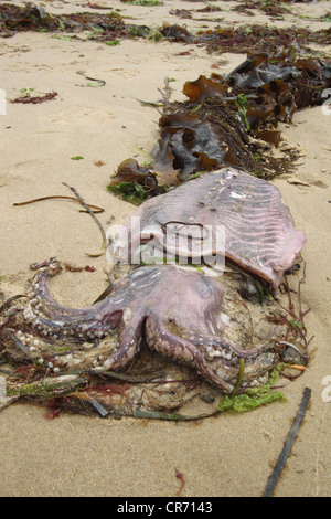 Dead Common Cuttlefish, Sepia officinalis, washed up on beach ...