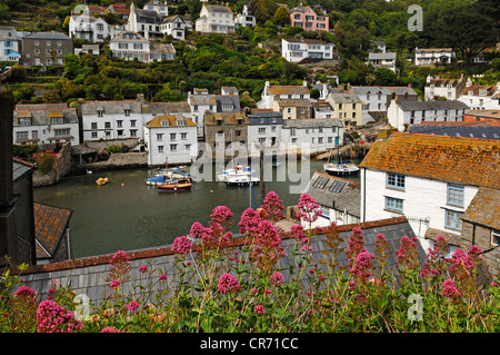 Port of Polperro, with Jupiter's Beard or Red Valerian (Centranthus ruber) in the foreground, Cornwall, England, United Kingdom Stock Photo