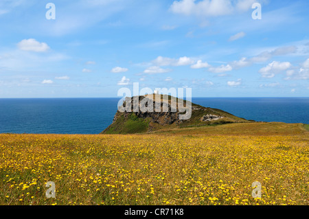 Rugged cliffs on the coast near Boscastle, National Coastwatch observation tower at the back, flowering meadow at the front Stock Photo