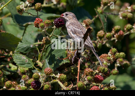 House Finch (Carpodacus mexicanus) female perched on a bramble & feeding on a blackberry in Nanaimo, Vancouver Is, BC in August Stock Photo