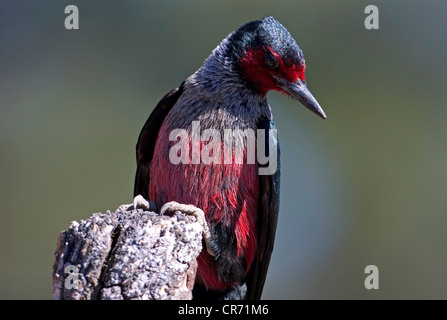 Lewis's Woodpecker (Melanerpes lewis) perched on a stump at Cabin Lake, Oregon, USA in June Stock Photo