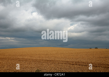 Rain clouds over a ripe cornfield, Harmshagen, Mecklenburg-Western Pomerania, Germany, Europe Stock Photo