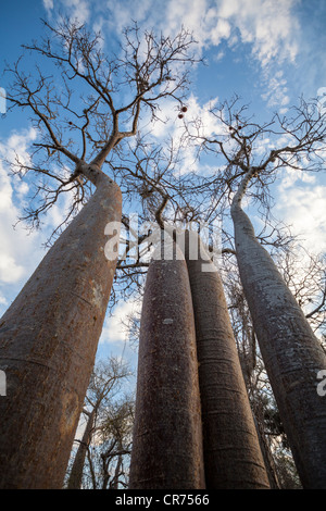 Baobab tree, Adansonia madagascariensis, Ifaty region, southwest Madagascar Stock Photo