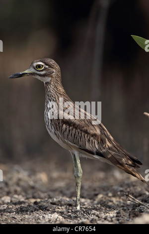 Senegal Thick-knee (Burhinus senegalensis) Stock Photo