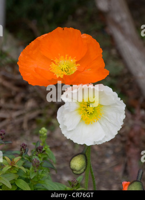 Iceland poppies in flower Stock Photo