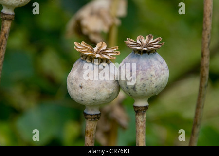 Poppy Capsules Stock Photo