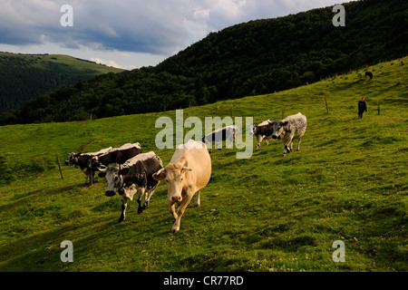 France, Haut Rhin, scenic road of la route des Cretes towards Metzeral, marcaire de Steinwasen farm, cows back from grazing Stock Photo