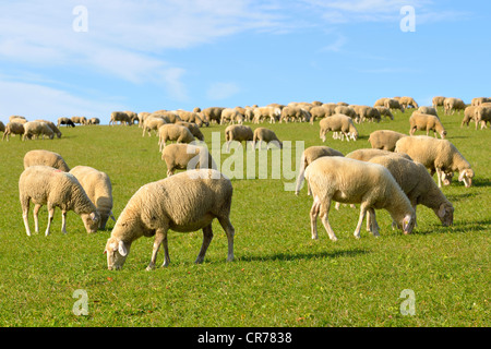 Domestic Sheep (Ovis orientalis aries) on a meadow, Balingen, Swabian Alb, Baden-Wuerttemberg, Germany, Europe Stock Photo