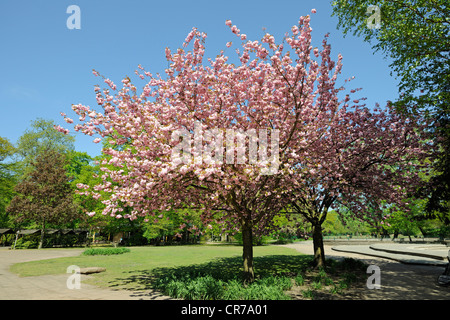 Japanese Kanzan cherry (Prunus serrulata), blossoming, Brandenburg, Germany, Europe Stock Photo