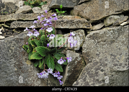 Wallflower (Haberlea Rhodopensis), the Balkans Stock Photo
