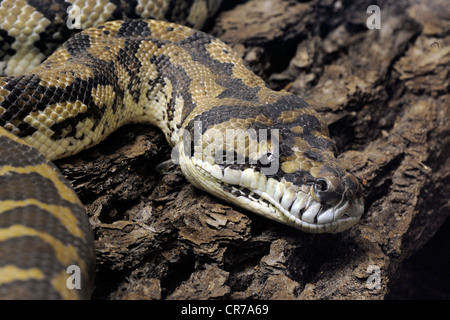 Carpet python (Morelia spilota variegata), New Guinea, Oceania Stock Photo