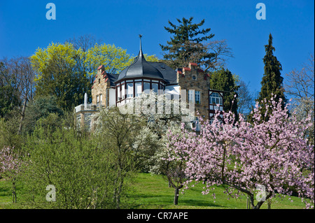 Almond tree blossom with Villa Emilienruhe mansion, Bad Bergzabern, Deutsche Weinstrasse, German Wine Road, Pfalz Stock Photo