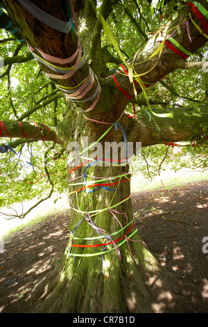 Colored ribbons tied round a tree. Stock Photo