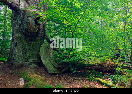 Approx. 600 year old Beech (Fagus) tree, ancient forest of Sababurg, Hesse, Germany, Europe Stock Photo