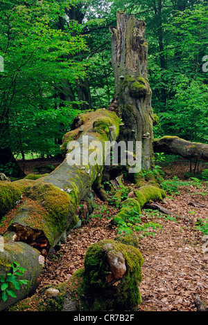 Approx. 400 year old Beech (Fagus) tree, ancient forest of Sababurg, Hesse, Germany, Europe Stock Photo