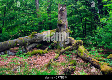 Approx. 400 year old Beech (Fagus) tree, ancient forest of Sababurg, Hesse, Germany, Europe Stock Photo
