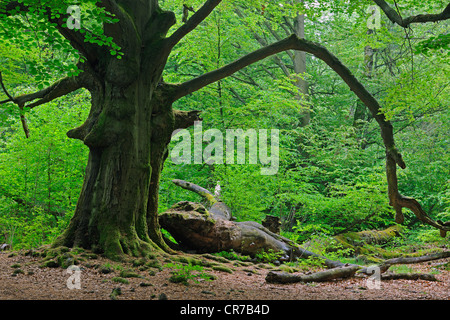 Approx. 400 year old Beech (Fagus) tree, ancient forest of Sababurg, Hesse, Germany, Europe Stock Photo