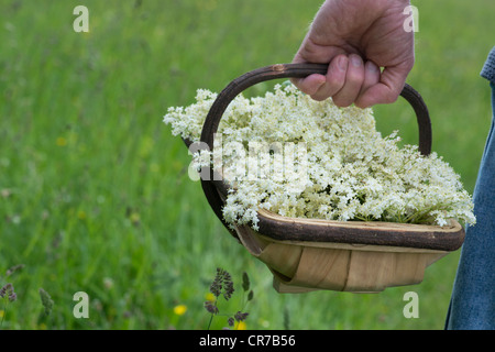 Sambucus nigra. Foraged elderflowers in a wooden basket Stock Photo