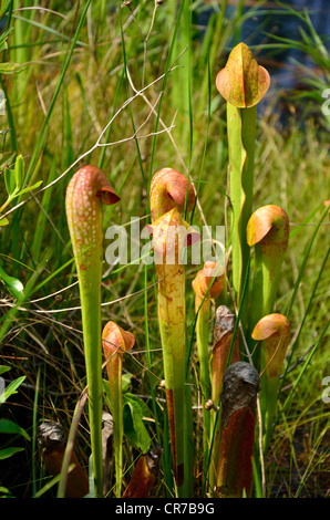 The hooded pitcher plant can be found at Okefenokee National Wildlife Refuge. Stock Photo