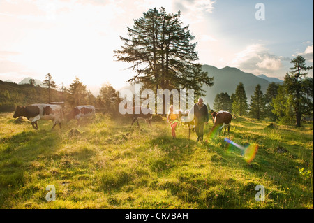 Austria, Salzburg County, Woman and farmer walking in alpine meadow with cows Stock Photo