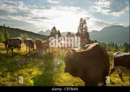 Austria, Salzburg County, Young woman walking in alpine meadow with cows Stock Photo
