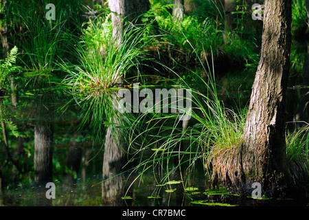 Trunks of an old Hornbeam (Carpinus betulus) covered with fern and grasses, in the marshland of the Briese valley, near Berlin Stock Photo