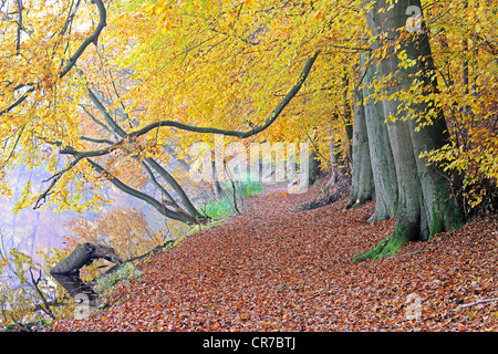 Hiking trail with autumn-coloured beech trees (Fagus), Maerkische Schweiz  Nature Park, Buckow, Brandenburg, Germany, Europe Stock Photo - Alamy