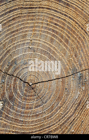 Cross-section of a tree trunk showing the annual rings, Black Locust or False Acacia (Robinia pseudoacacia), Brandenburg Stock Photo