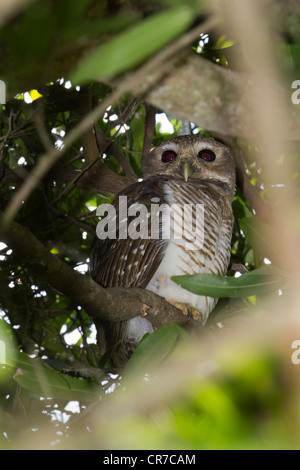 White-browed Hawk-Owl (Ninox superciliaris), near Berenty reserve, Madagascar Stock Photo