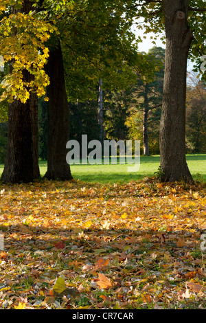 Golden Autumn in the Park. Many yellow maple leaves on the ground Stock Photo