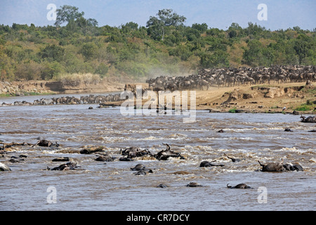 Blue or Common Wildebeest (Connochaetes taurinus), during migration, wildebeest crossing the Mara River Stock Photo