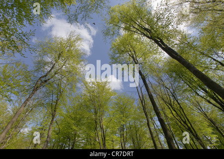 An upwards view of new green leaves coming out on beech trees Fagus sylvatica in spring woodland Stock Photo