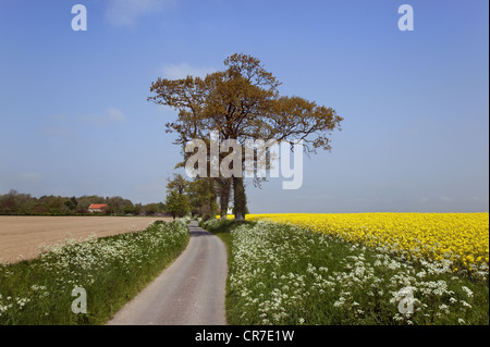 Country lane near Holt Norfolk UK May Stock Photo