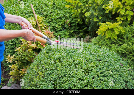 woman prune the buxus in the garden Stock Photo