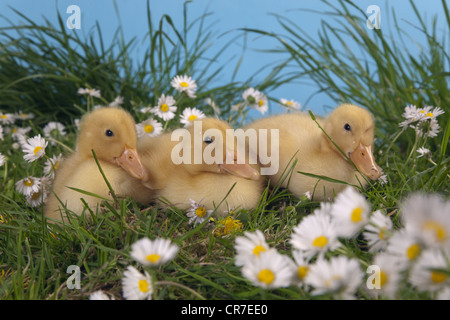 A brood of Muscovy ducklings at one week old in garden setting Stock Photo