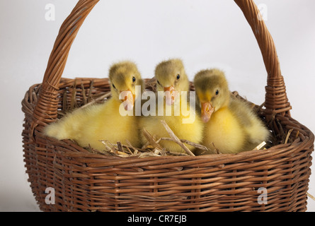 Emden Geese Gosling's at four days old Stock Photo