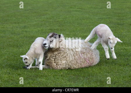 Lambs jumping on resting ewe in spring Stock Photo