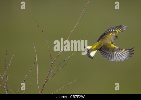 Greenfinch Carduelis chloris in flight from birch scrub Stock Photo