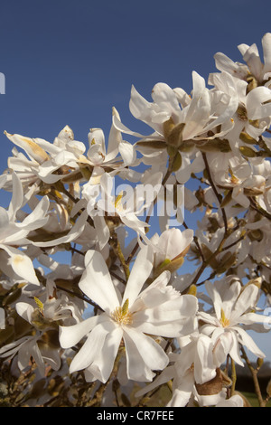 Magnolia stellata in flower Stock Photo