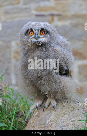 Eurasian eagle-owl (Bubo bubo), owlet, Hesse, Germany, Europe Stock Photo