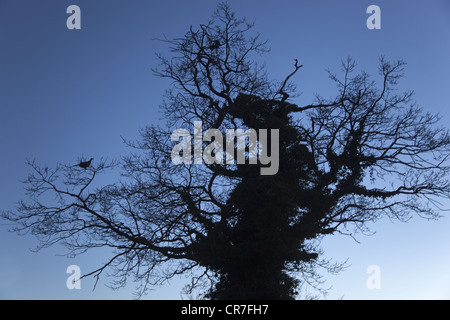 Pheasant Phasianus colchicus female roosting in oak tree Stock Photo