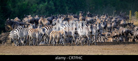 Burchell's zebras, plains zebras (Equus quagga) and Blue wildebeests (Connochaetes taurinus), Maasai Mara National Reserve Stock Photo