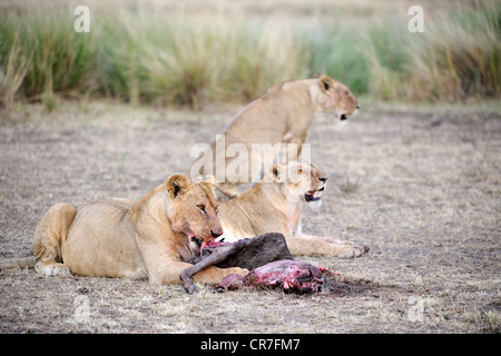 Lions (Panthera leo), lion family eating a captured wildebeest, Masai Mara, Kenya, East Africa, Africa